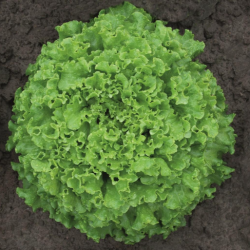 Sałata Agribel 5000 nasion Primed Pellets ST